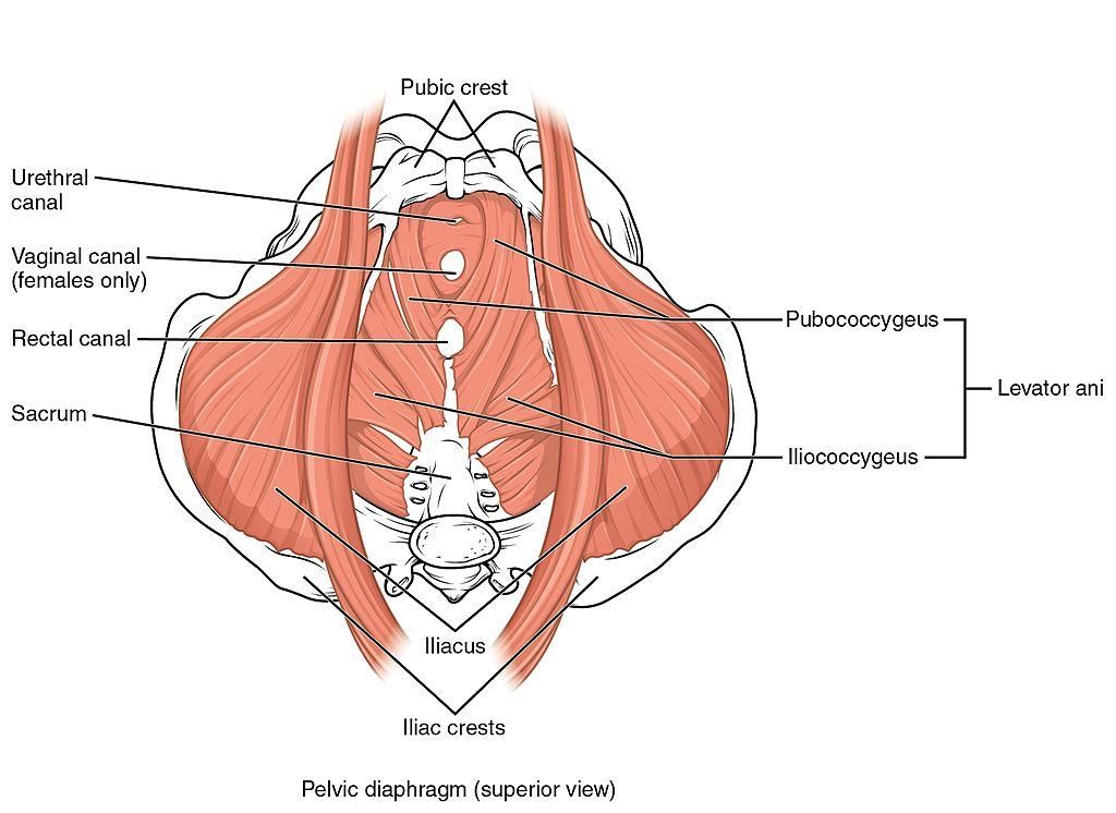 5 Pelvic Floor Exercises for Anyone and Everyone