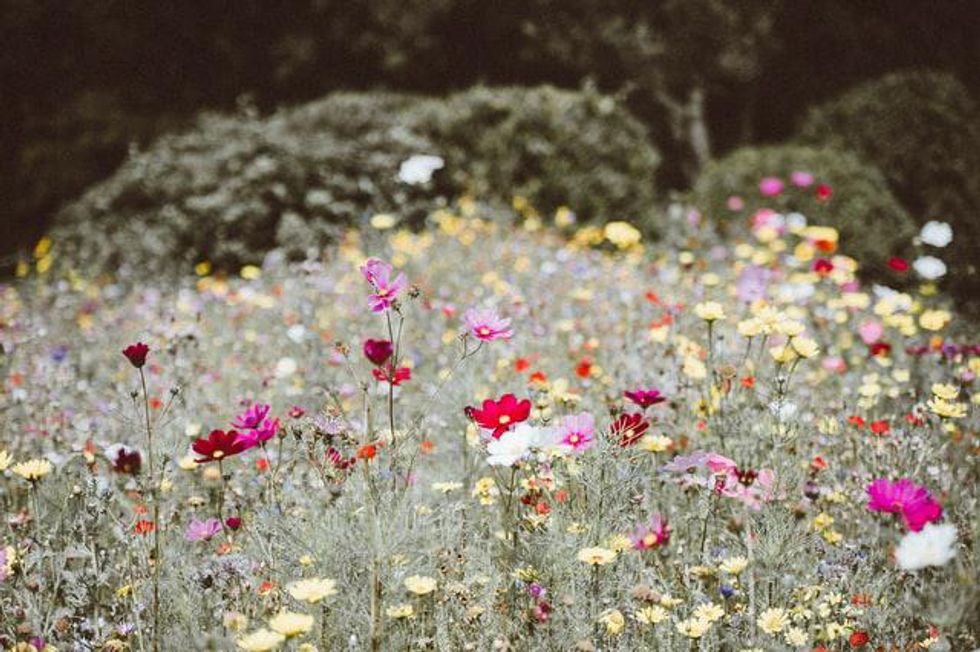 Flowers as Self-Care Therapy