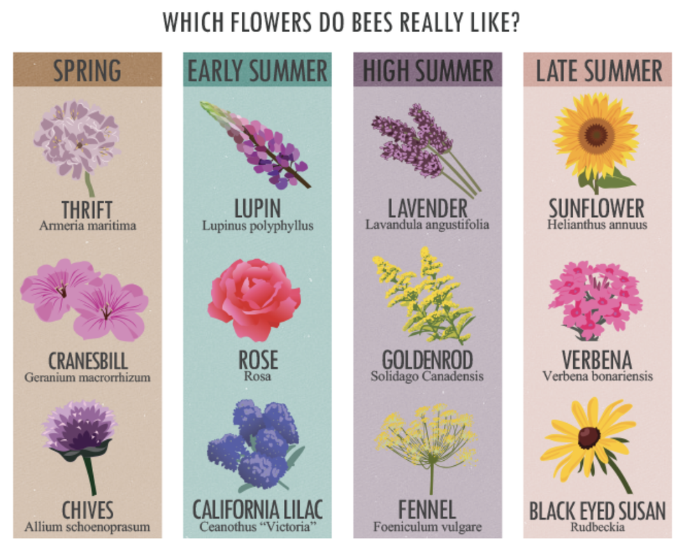 flowers for bees