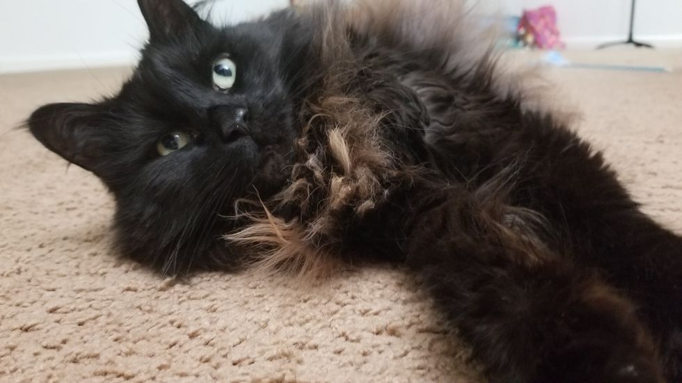 Fluffy Black Cat
