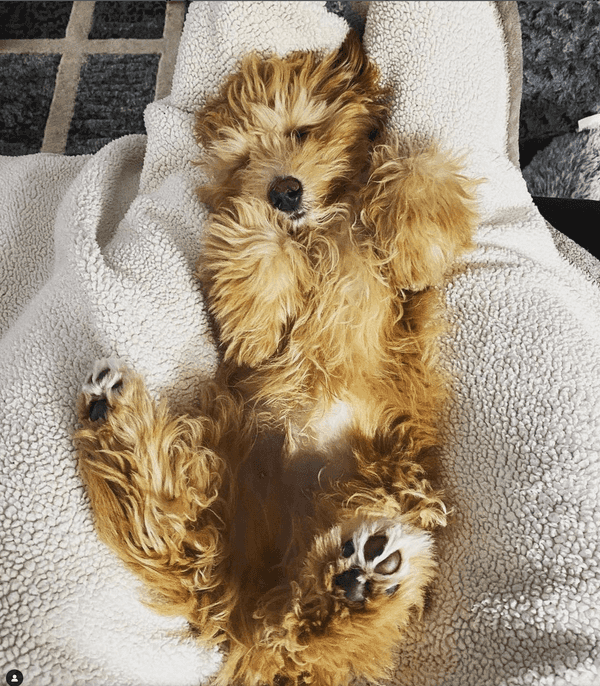 Fluffy puppy laying on its back.