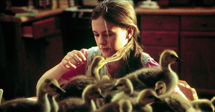 Fly Away Home movie - Young girl with baby ducks
