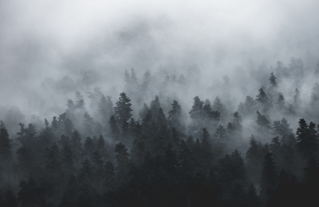 Foggy Trees
