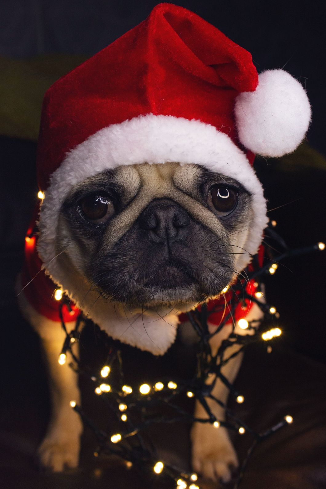 French Bulldog wearing a Christmas Santa Hat 