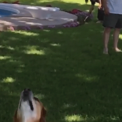 frisbee gif