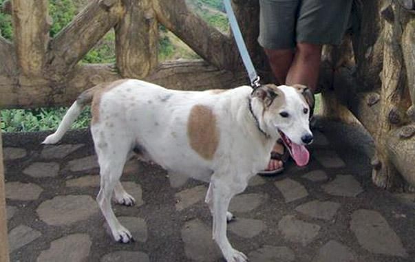 How To Make Your Dog's Last Years More Comfortable