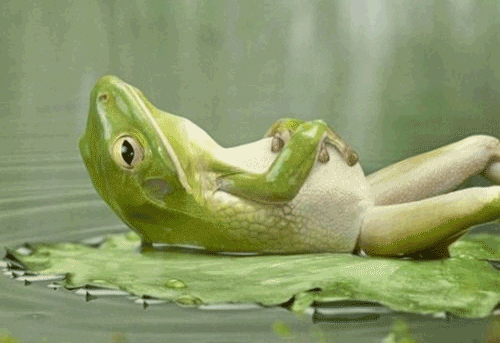 Frog laying back chilling.