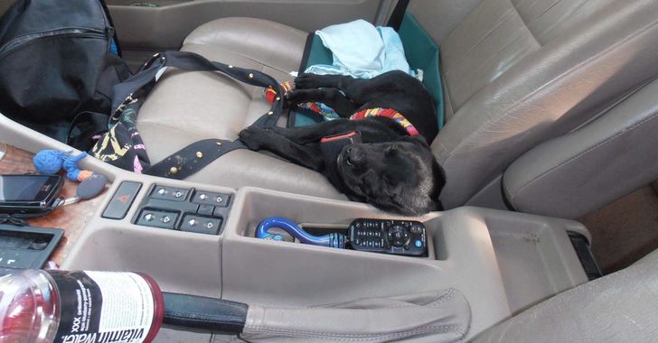 Front passenger seat of a car with a sleeping black puppy with a leash and blanket wrapped around it and a phone on the console