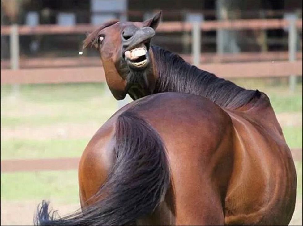 Funny horse picture