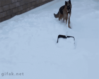 Giphy- German shepard shoveling