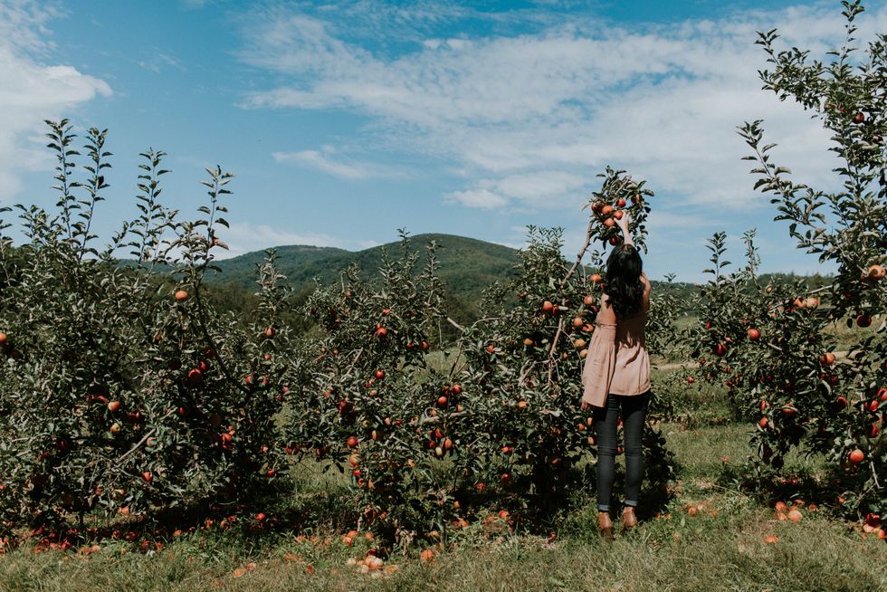 Girl apple picking on a field. 