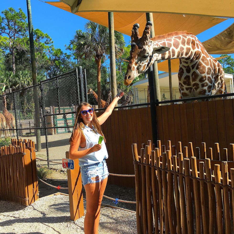 girl feeding giraffe