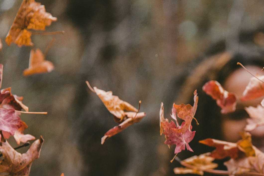 Girl throwing leaves into the air