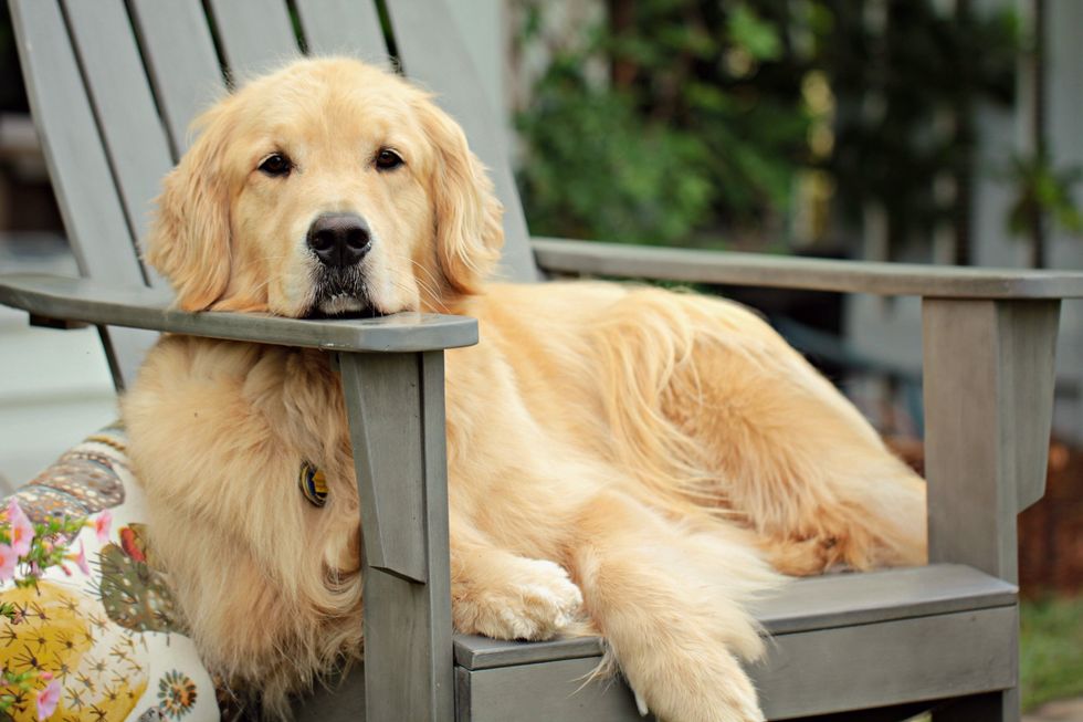 golden retriever lying one a grey wooden outdoor chair