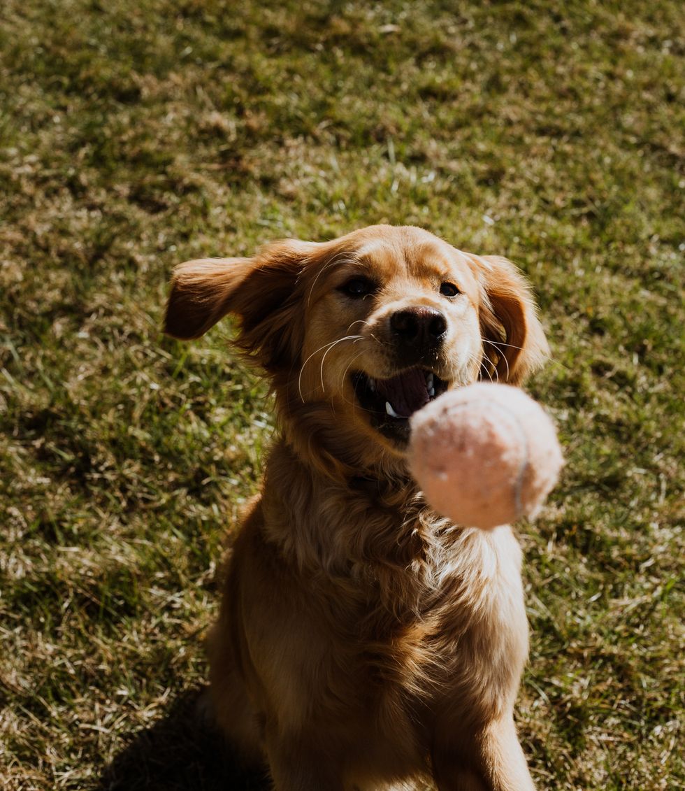 Golden retriever playing with a ball