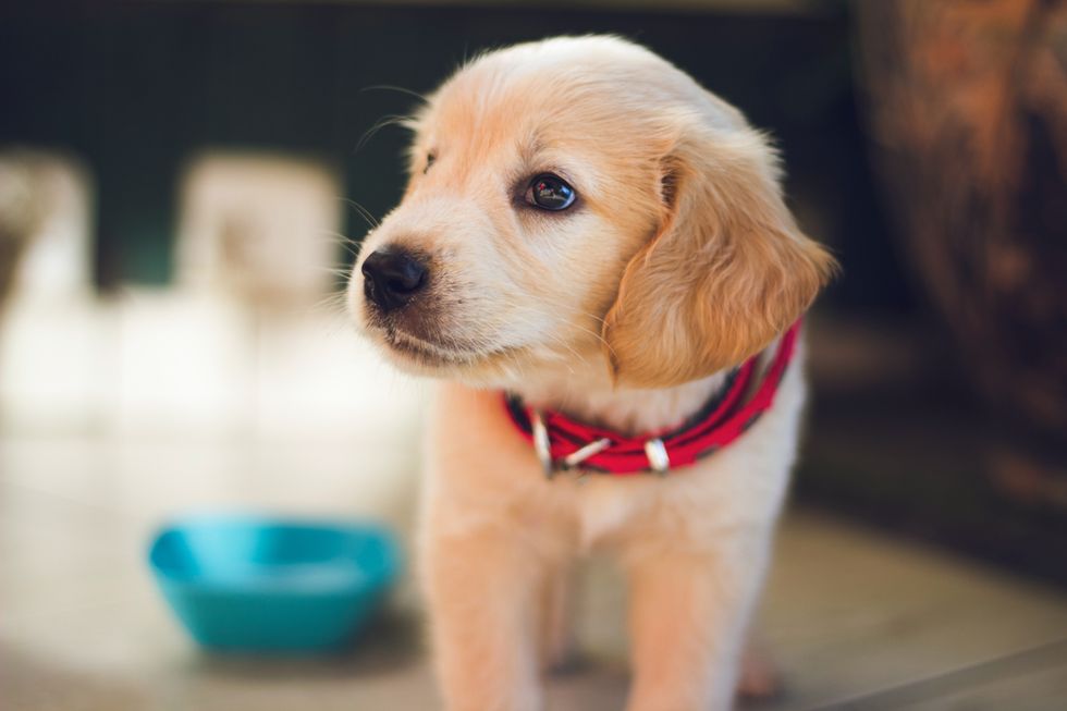 golden retriever puppy with red collar