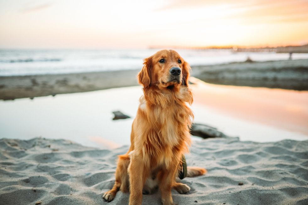 Golden retriever sat on the sand with ocean in the background
