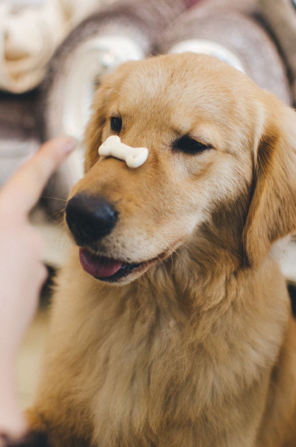 Golden Retriever sitting with a dog treat on nose