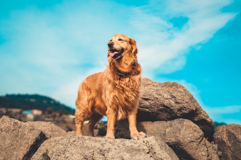 Golden Retriever standing on some rocks on a sunny day