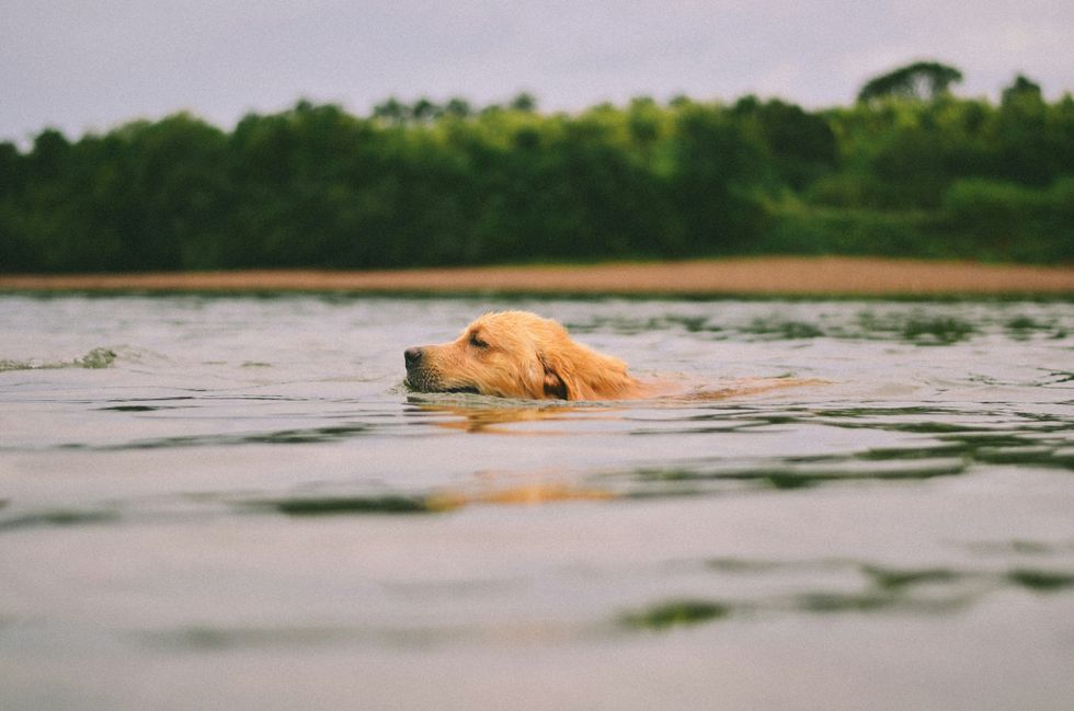 Golden retriever swimming in the water