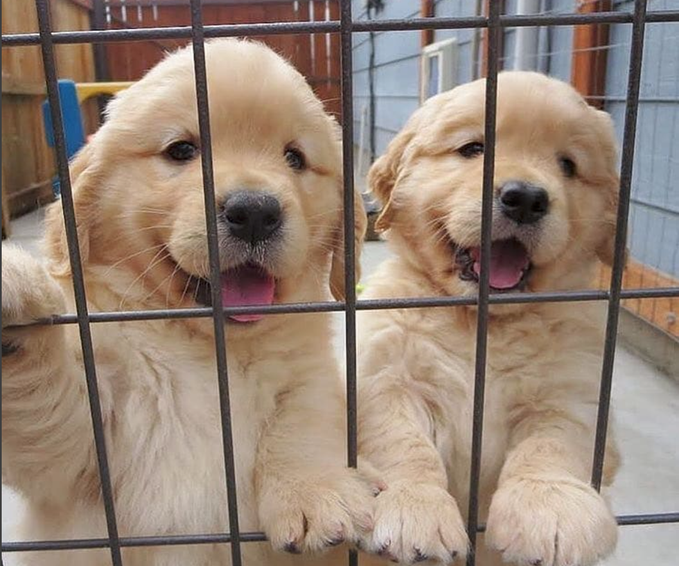 golden retrievers