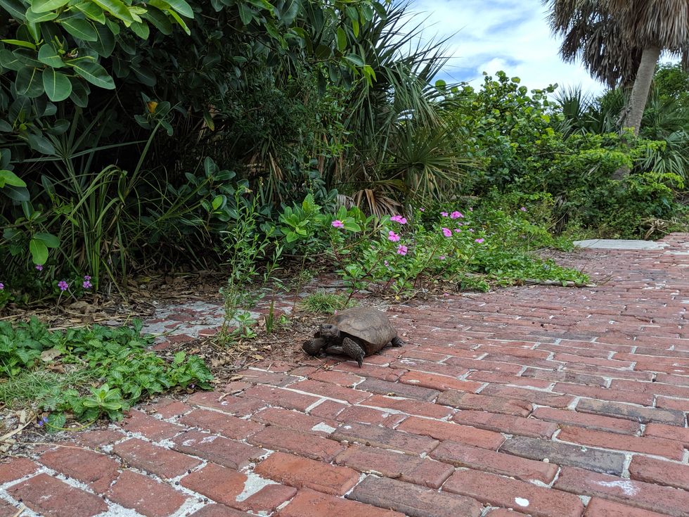 Gopher Tortoise on Bricks