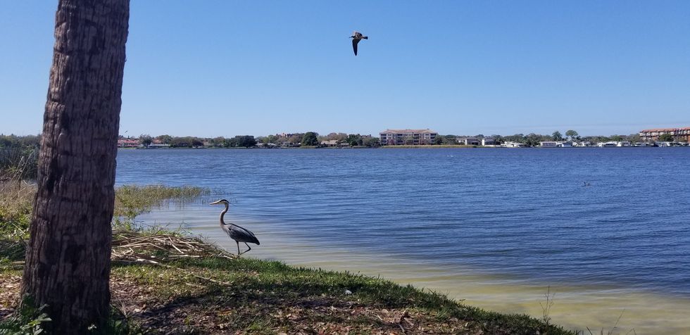 Great Blue Heron on Edge of Lake