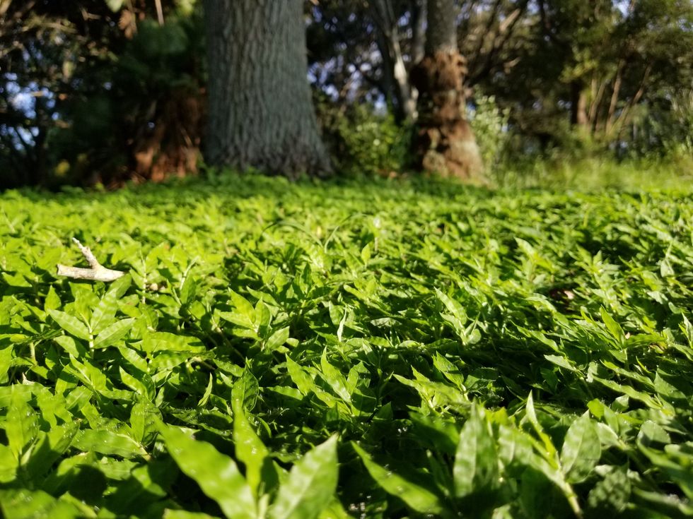 Ground Cover in the Sunlight