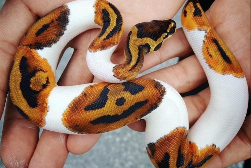 Halloween-colored snake