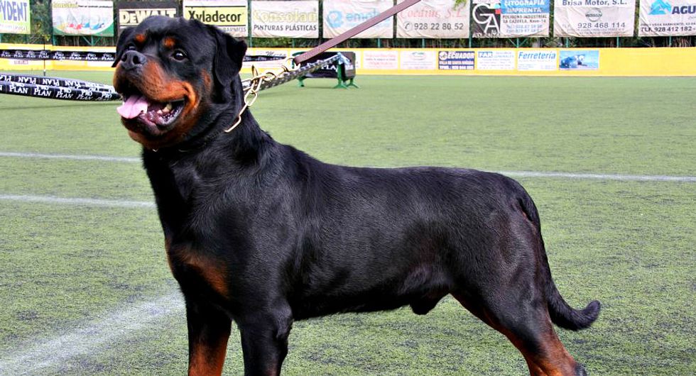 Have You Hugged Your Rottweiler