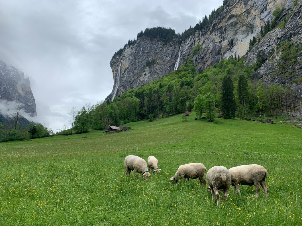 herd of sheep on green grass field near gray rocky mountain during daytime