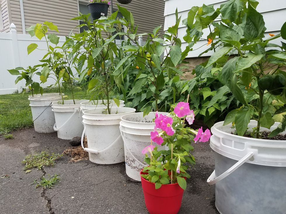 Home grown gardens are the best gardens.