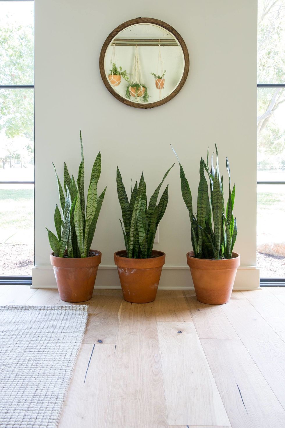 house plants with mirror