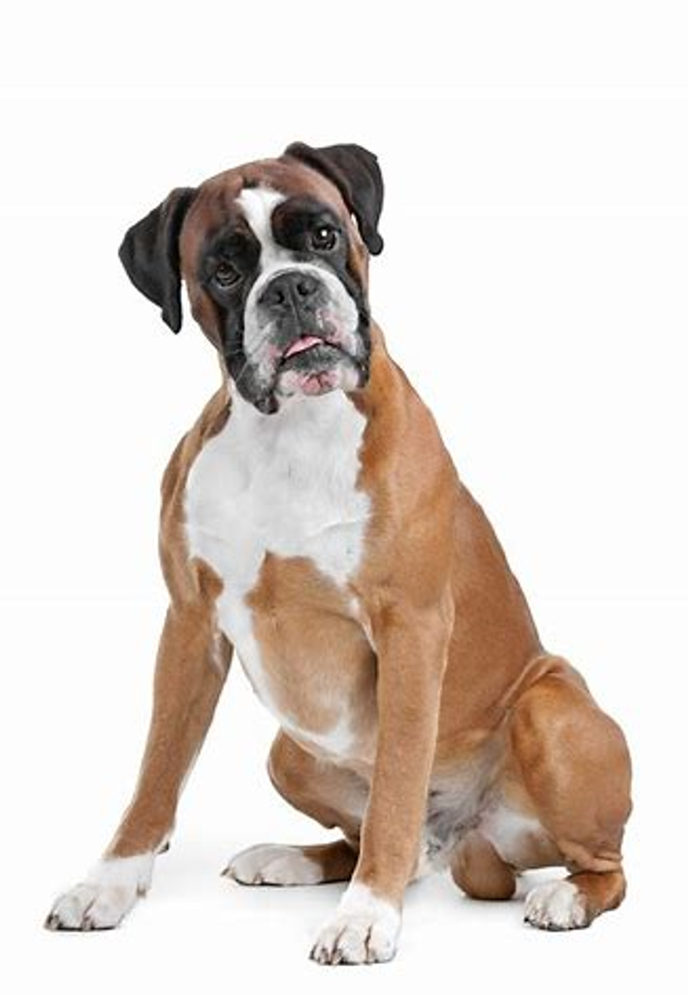 http://blog.alldogboots.com/wp-content/uploads/2015/08/boxer-dog.jpg