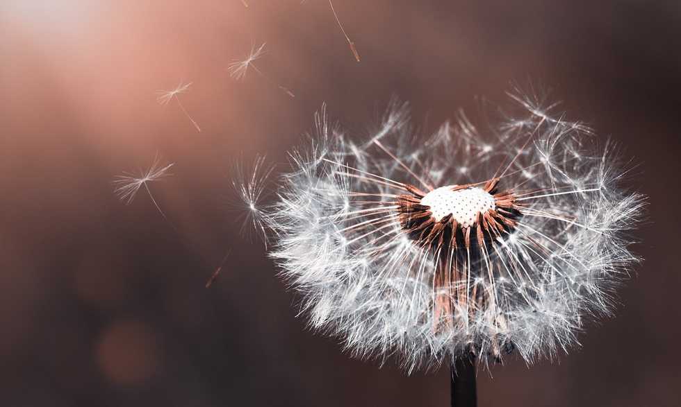 https://cdn.pixabay.com/photo/2018/05/20/16/13/dandelion-3416140_1280.jpg