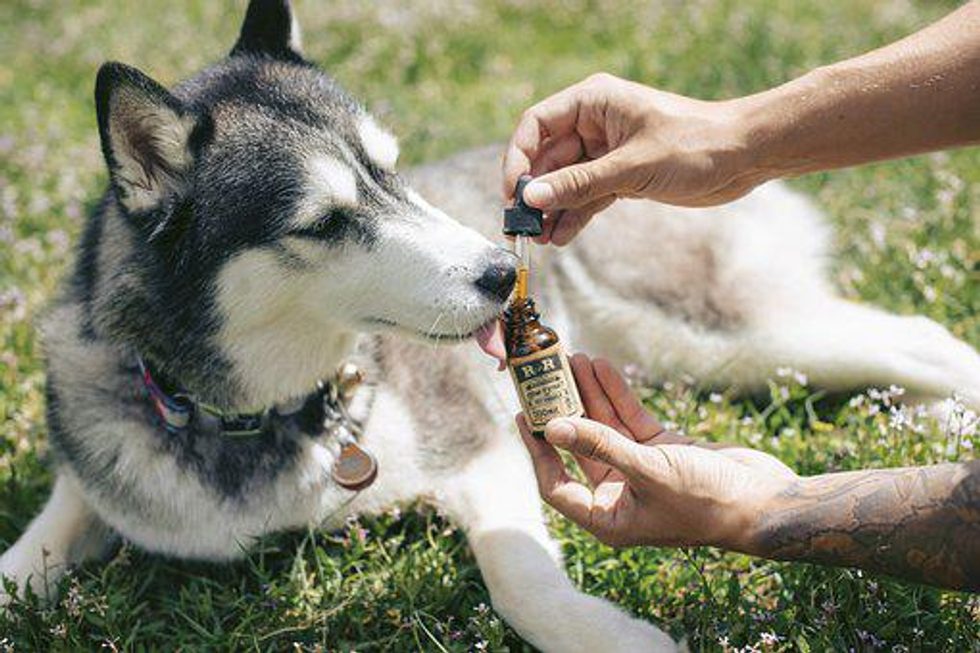 CBD For Dogs: Does It Work?