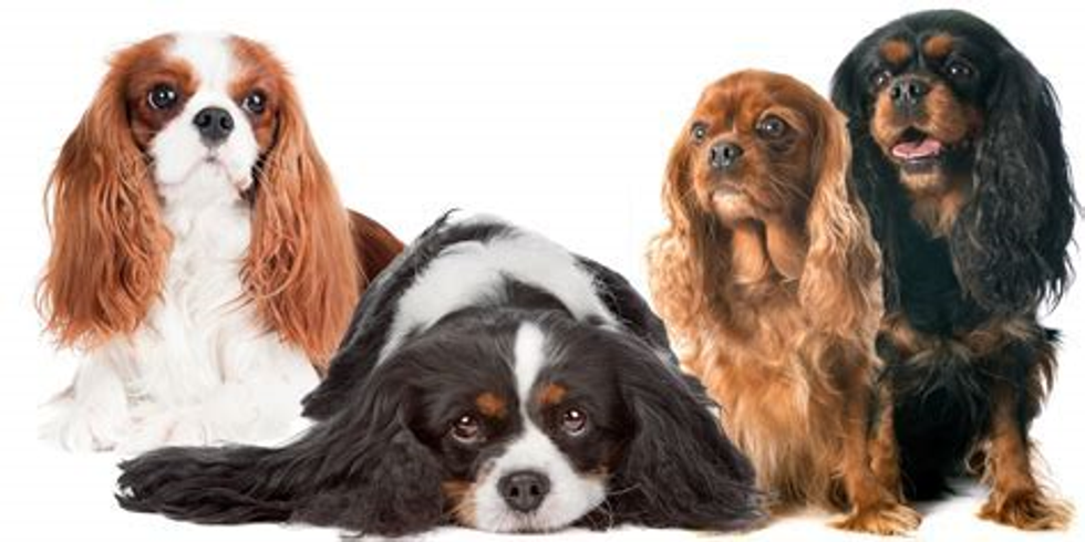 https://cdn.shopify.com/s/files/1/1133/5028/files/CAVALIER-KING-CHARLES-SPANIELS_b8433b38-1bdb-456a-a0c4-ff331778158e.jpg?v=1485475220