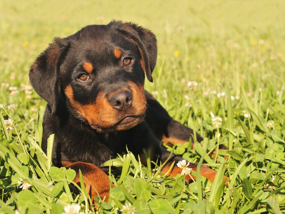 https://cdn3-www.dogtime.com/assets/uploads/gallery/rottweiler-puppies/rottweiler-puppy-4.jpg