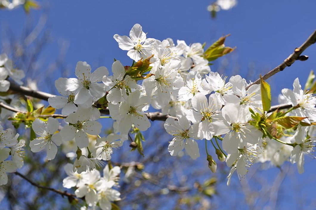 https://commons.wikimedia.org/wiki/File:Beautiful_spring_flowers.JPG
