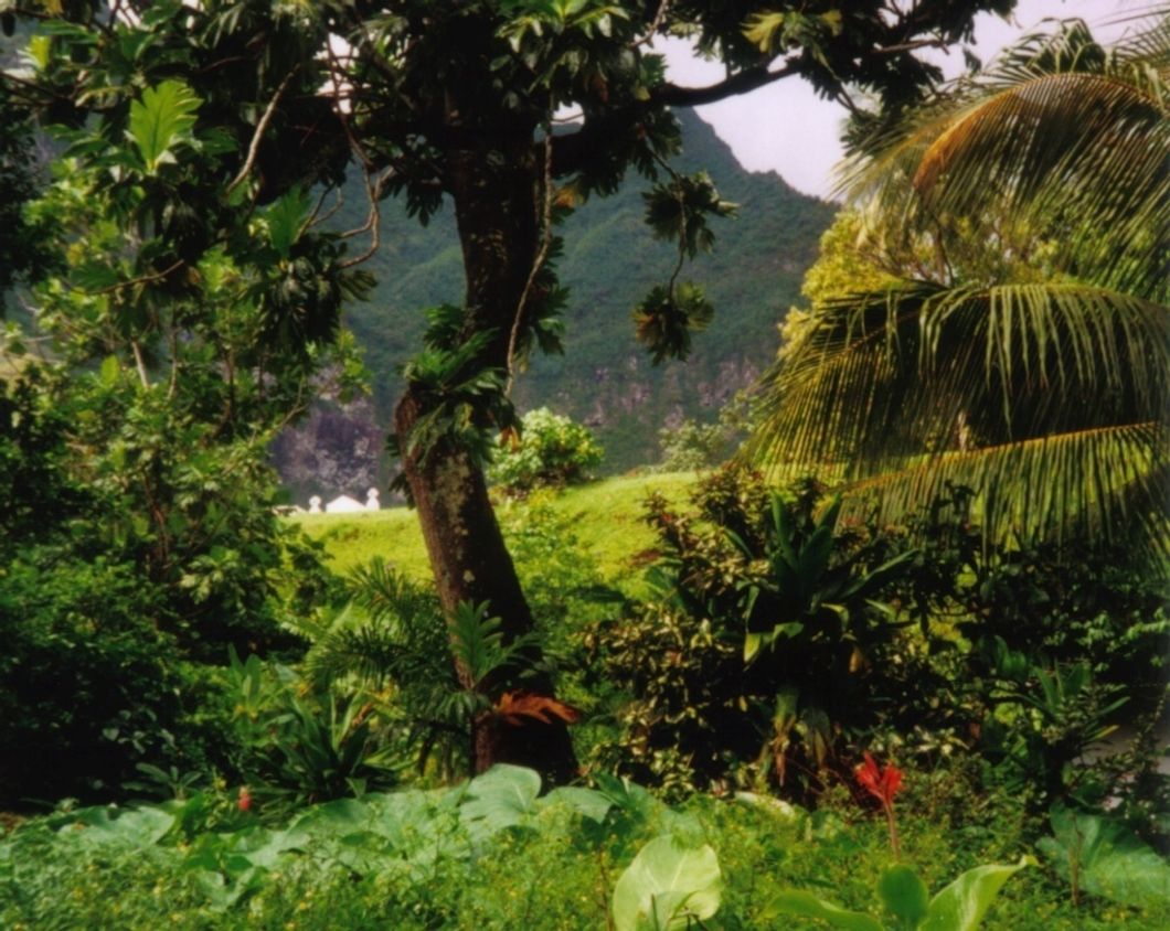 https://commons.wikimedia.org/wiki/Rainforest#/media/File:Rainforest_Fatu_Hiva.jpg