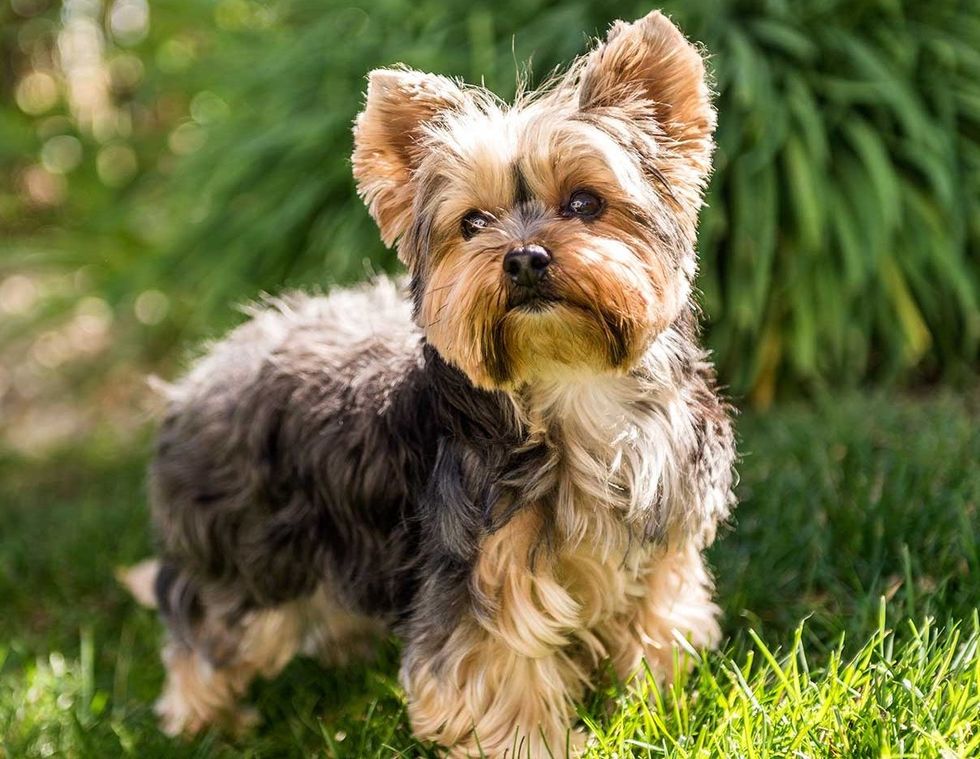 https://gfp-2a3tnpzj.stackpathdns.com/wp-content/uploads/2016/07/Yorkshire-Terrier-e1540580455806.jpg