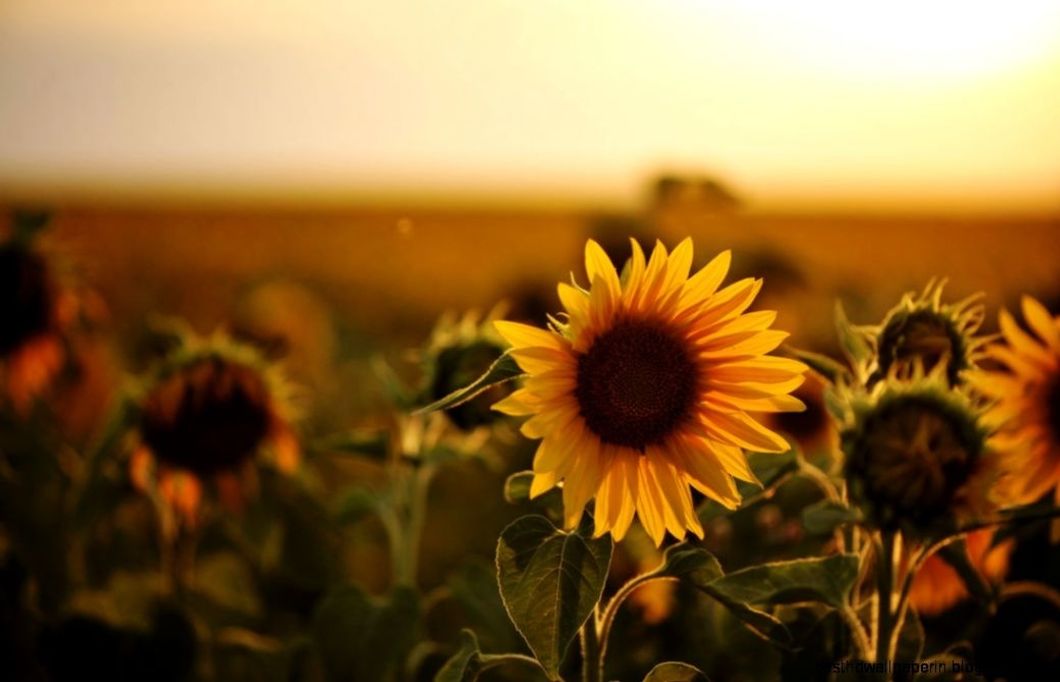https://joessister.com/wp-content/uploads/2013/11/sunflower-photography-tumblr-wallpaper-1.jpg