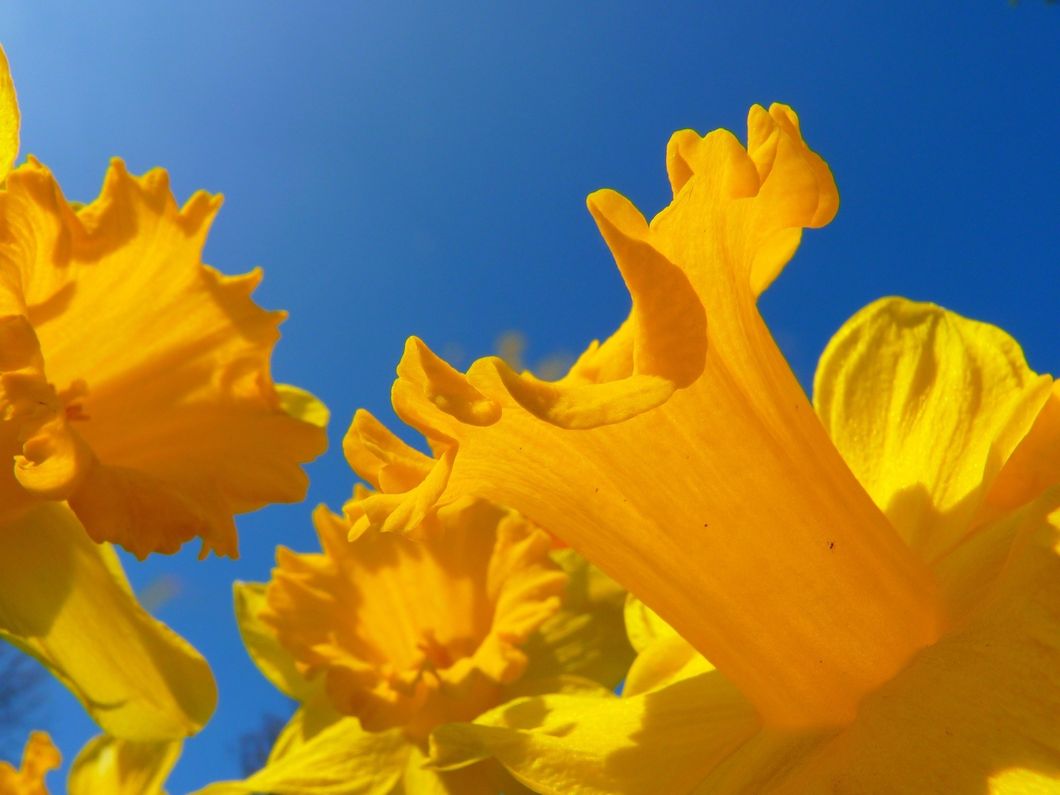 https://pixabay.com/en/narcissus-daffodil-flower-blossom-6368/