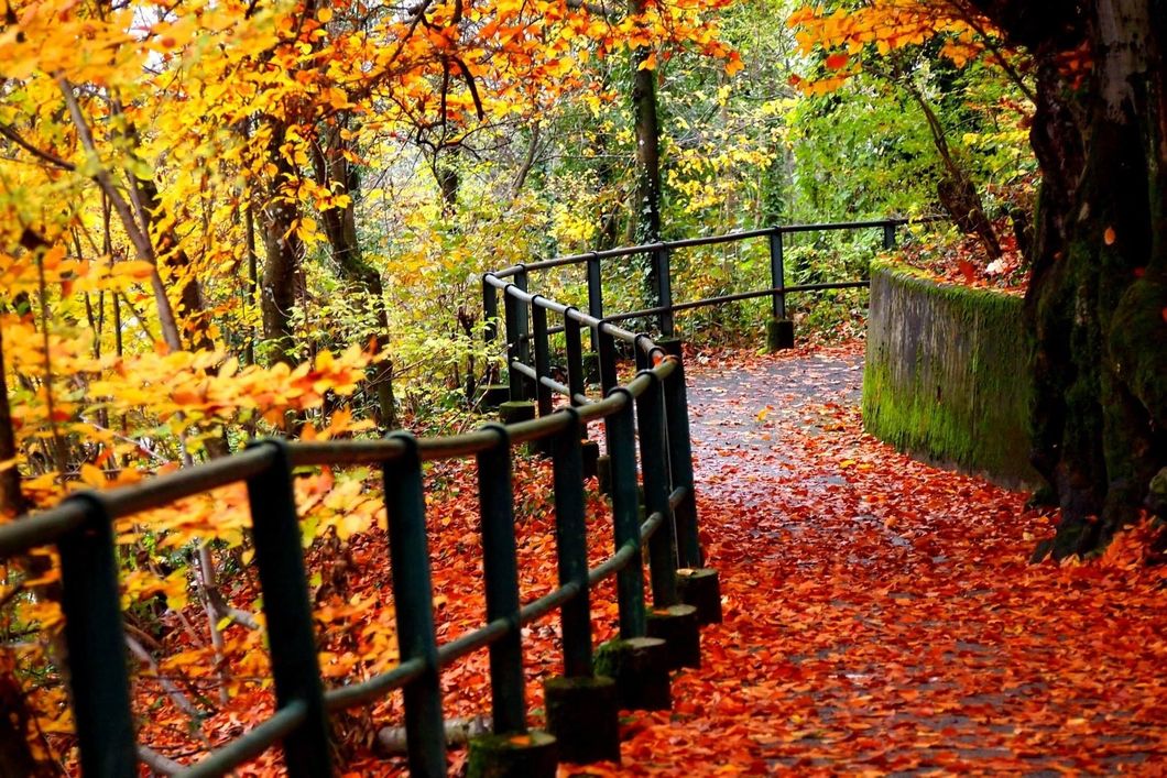 https://pixabay.com/en/nature-fall-autumn-outdoors-leaves-1265754/