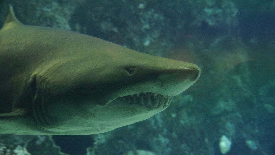 https://pixabay.com/en/shark-teeth-underwater-sea-426565/