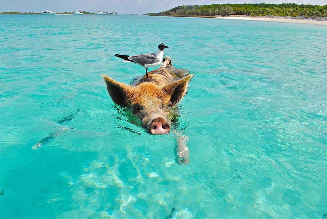 https://pixabay.com/en/staniel-cay-swimming-pig-seagull-171908/