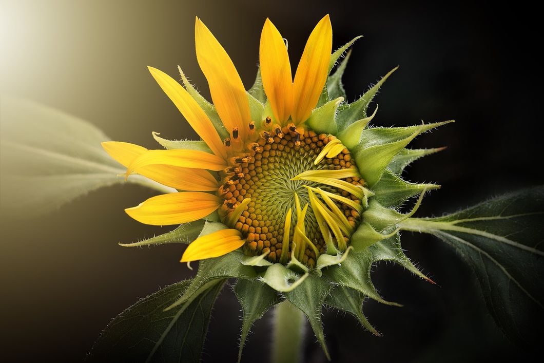 https://pixabay.com/en/sunflower-nature-flora-flower-3113318/
