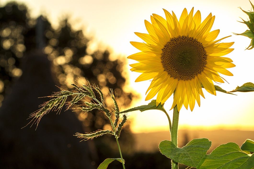 https://pixabay.com/en/sunflower-summer-yellow-nature-1127174/
