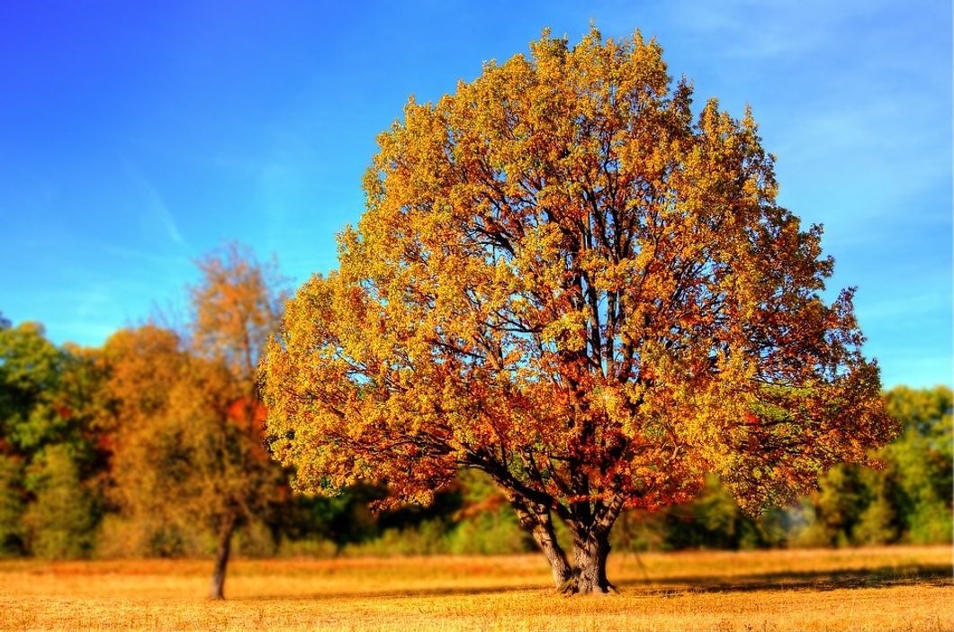 https://pixabay.com/en/tree-fall-fall-colors-fall-leaves-99852/