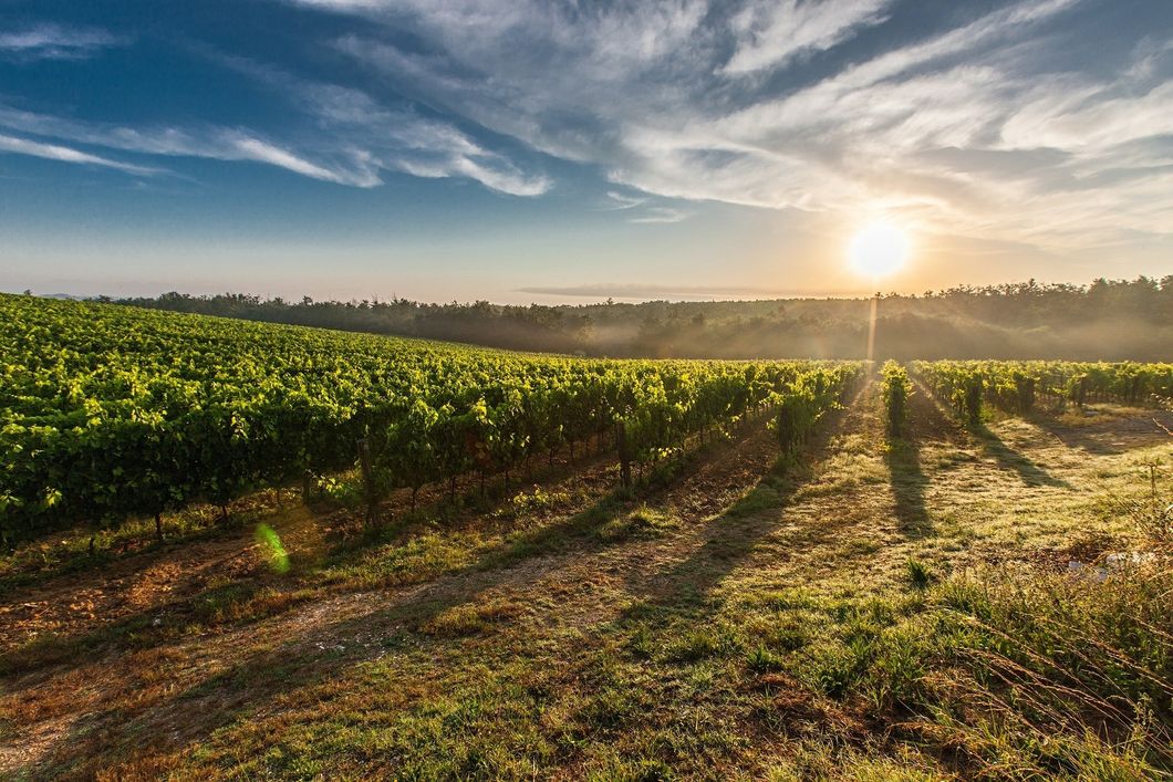 https://pixabay.com/en/tuscany-grape-field-nature-green-428041/